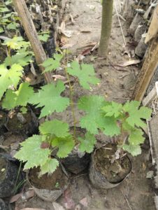 WhatsApp Image 2026-04-16 at 1.41.22 PM