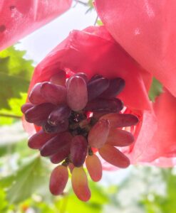 WhatsApp Image 2026-04-16 at 1.41.23 PM (1)