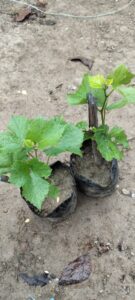 WhatsApp Image 2026-04-16 at 1.42.15 PM