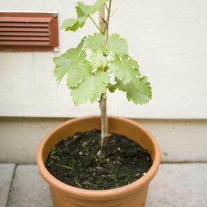 ৩ পিস আঙুরের চারা